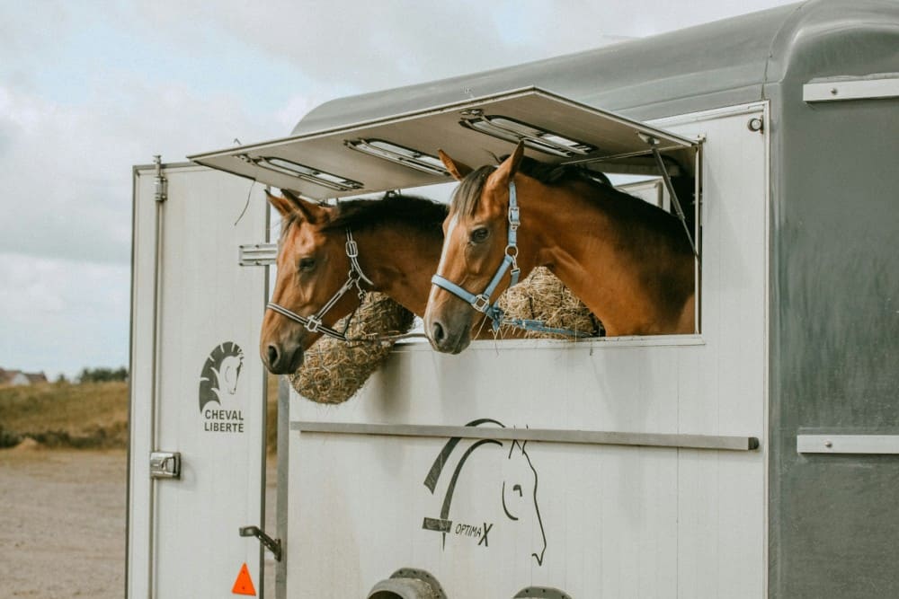 Chevaux dans un van cheval liberté