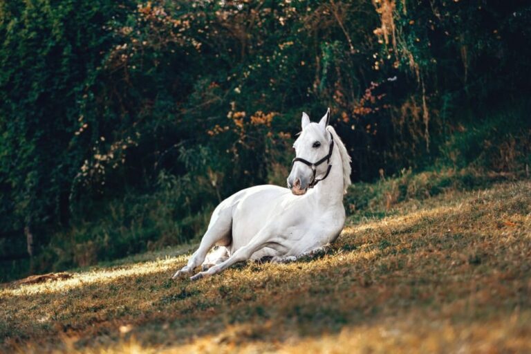 Cheval qui se couche beaucoup : normal ou inquiétant ?
