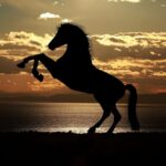 Cheval qui refuse d’avancer : que faire ?