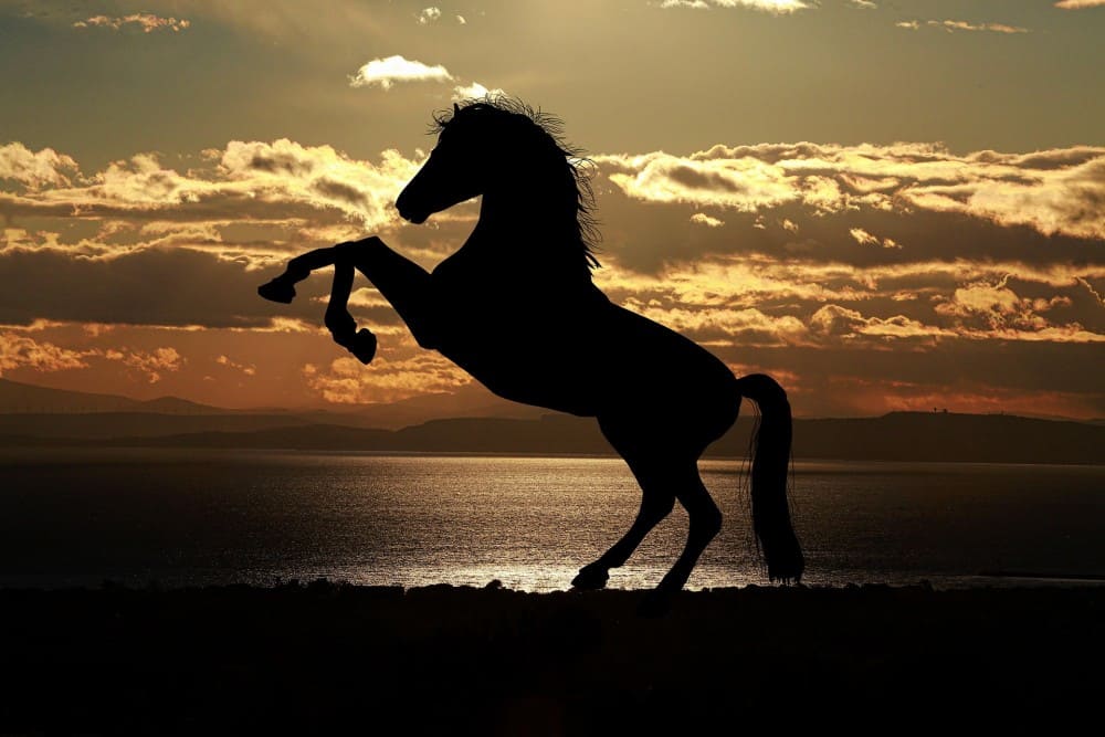 cheval qui refuse d'avancer, il se cabre dans la nuit