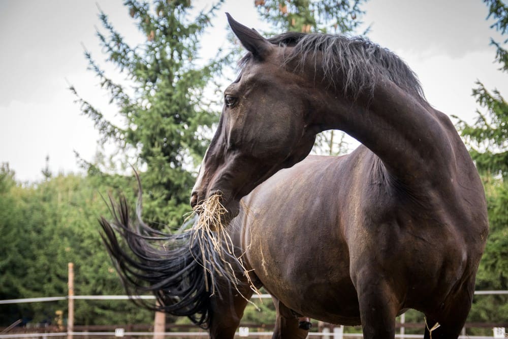 Cheval qui regarde derrière lui et mange du foin