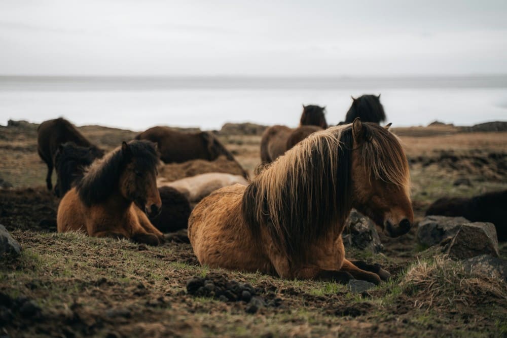 Chevaux couchés dans un pré